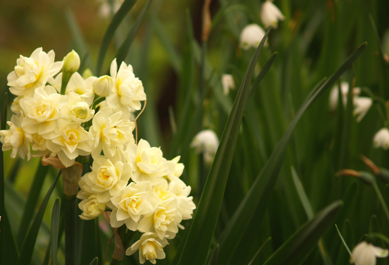 Narcissus erlicheer with leucojum 