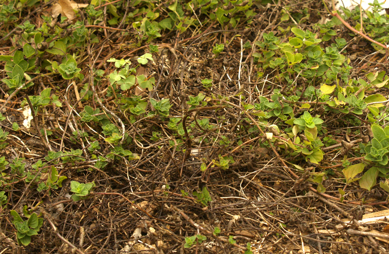 heat-stressed oregano 