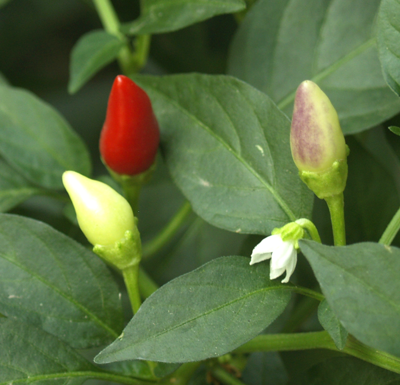 Ornamental peppers Ornamental peppers
