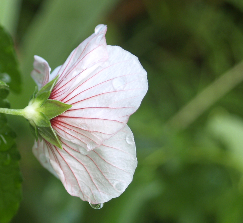 Brazilian rock rose (Pavonia brazilienis) Brazilian rock rose (Pavonia brazilienis)