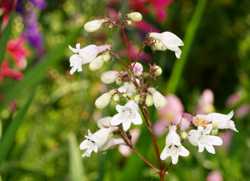 Penstemon cobaea Penstemon cobaea