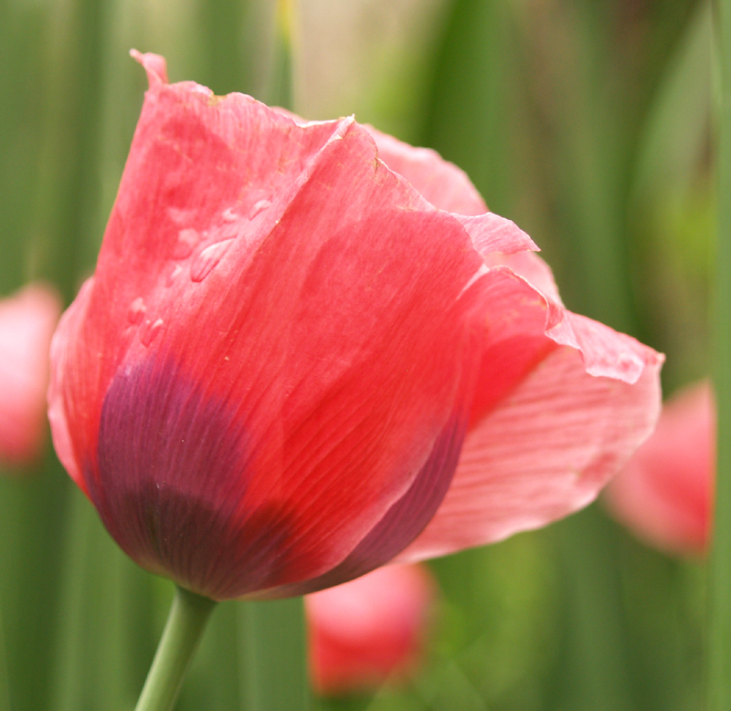 Pink poppy Pink poppy