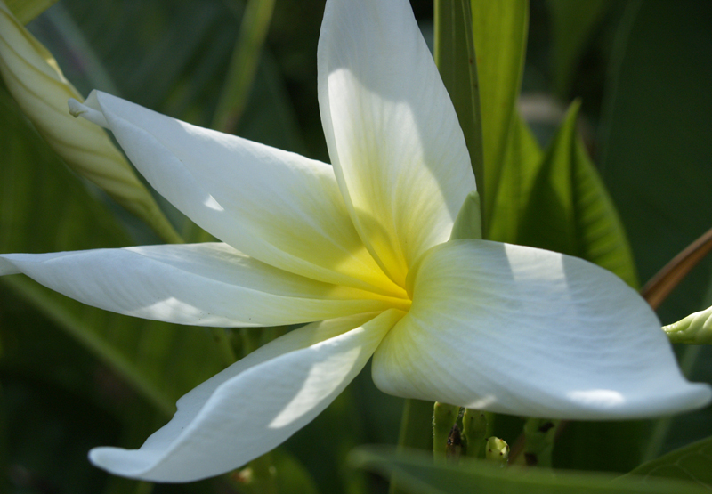 Plumeria white and yellow