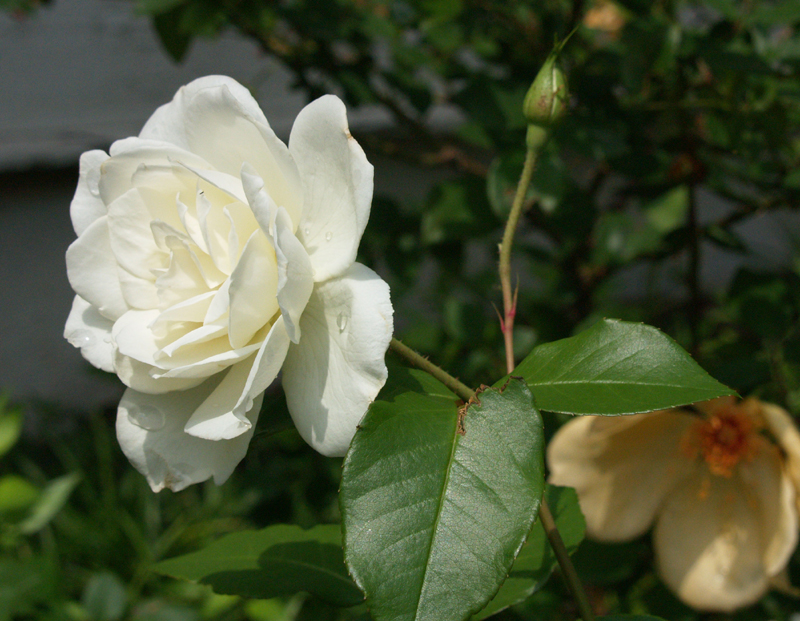 Iceberg rose with Mrs. Oakley Fisher Iceberg rose with Mrs. Oakley Fisher