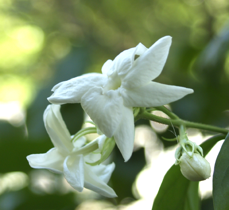 Sambac jasmine Sambac jasmine