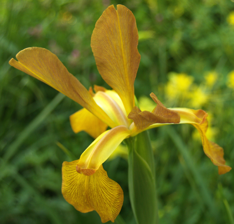 spuria iris spuria iris