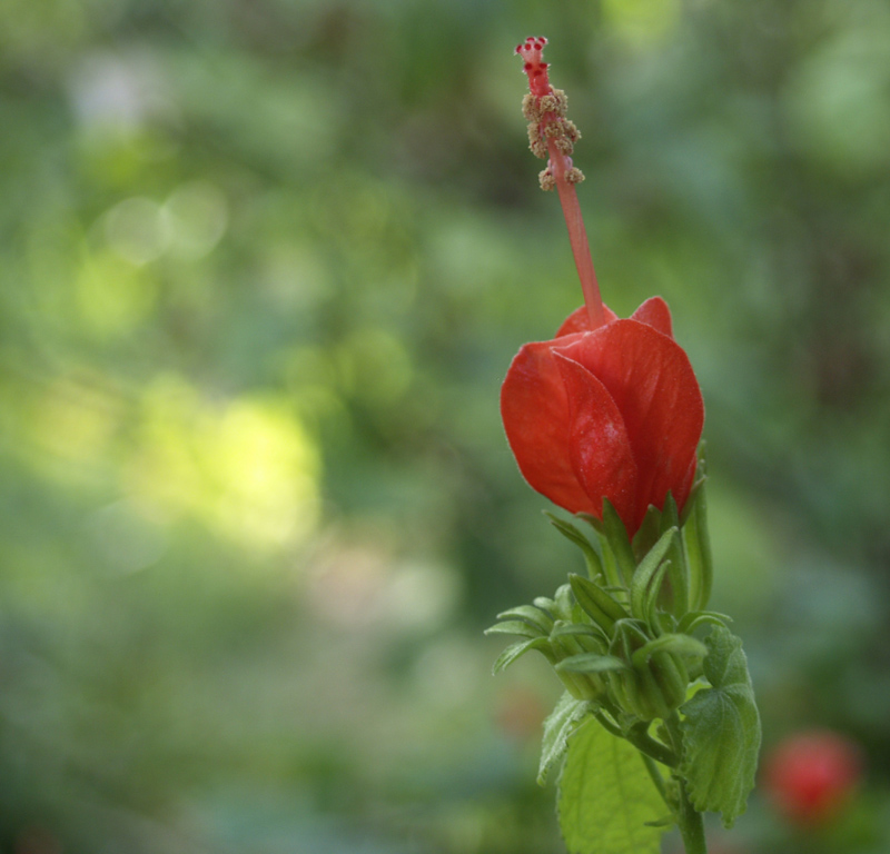 Turks cap