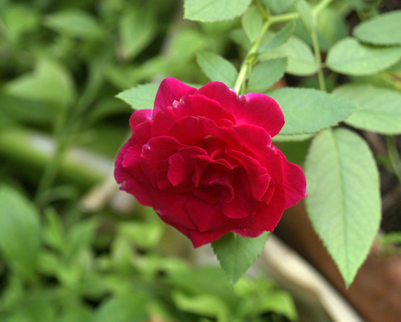Valentine rose Valentine rose