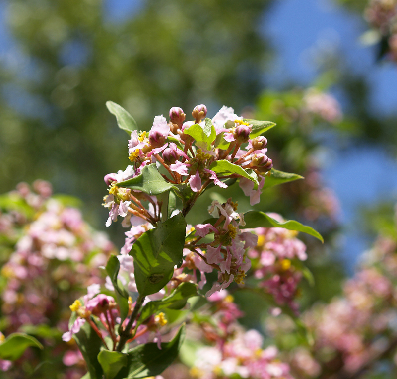 Barbados cherries (Malpighia glabra) flowers Barbados cherries (Malpighia glabra) flowers