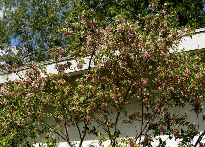 Barbados cherries (Malpighia glabra)