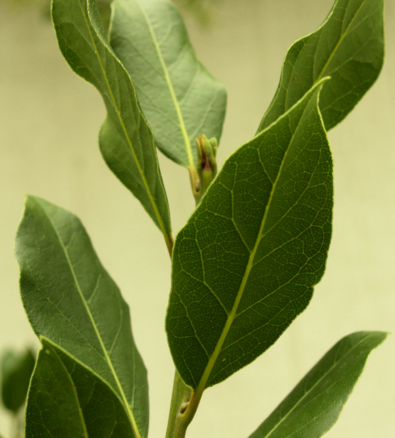 Bay laurel leaf