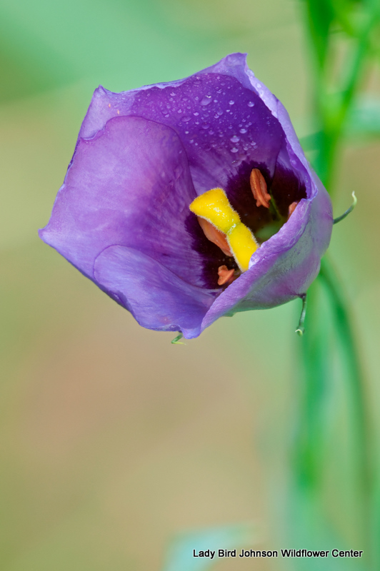 Bluebell