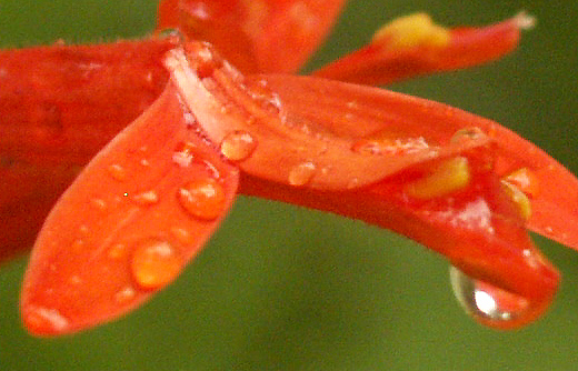flame acanthus (Anisacanthus wrightii)