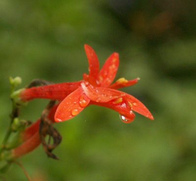Flame acanthus flower (Anisacanthus wrightii)