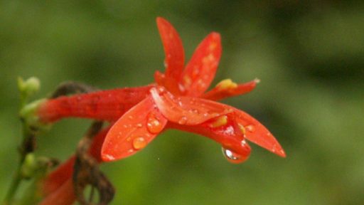 Flame acanthus flower (Anisacanthus wrightii)