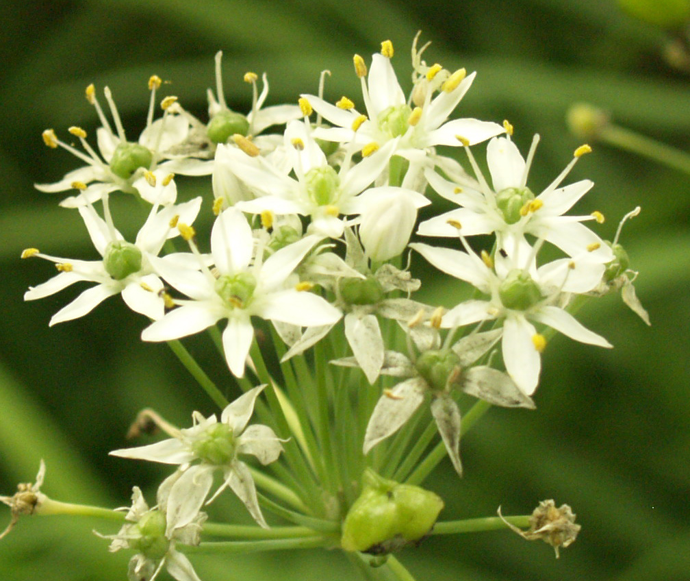 Garlic chive flowers