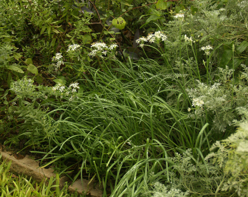 Garlic chives