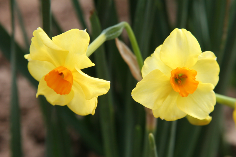 Narcissus tazetta Golden Dawn 