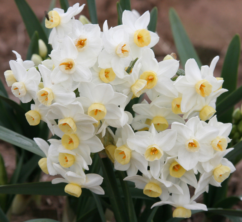 Narcissus tazetta Grand Primo Narcissus tazetta Grand Primo