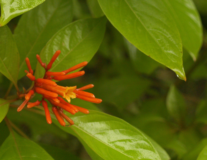 Hamelia patens Hamelia patens