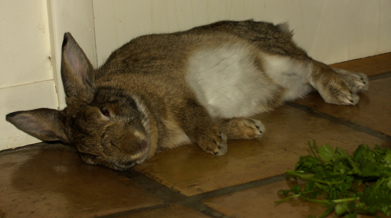 Harvey full of cilantro