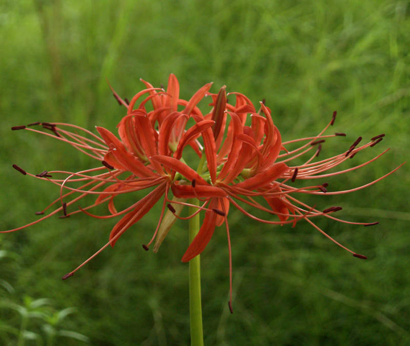 Lycoris radiata (spider lily) against bamboo muhly