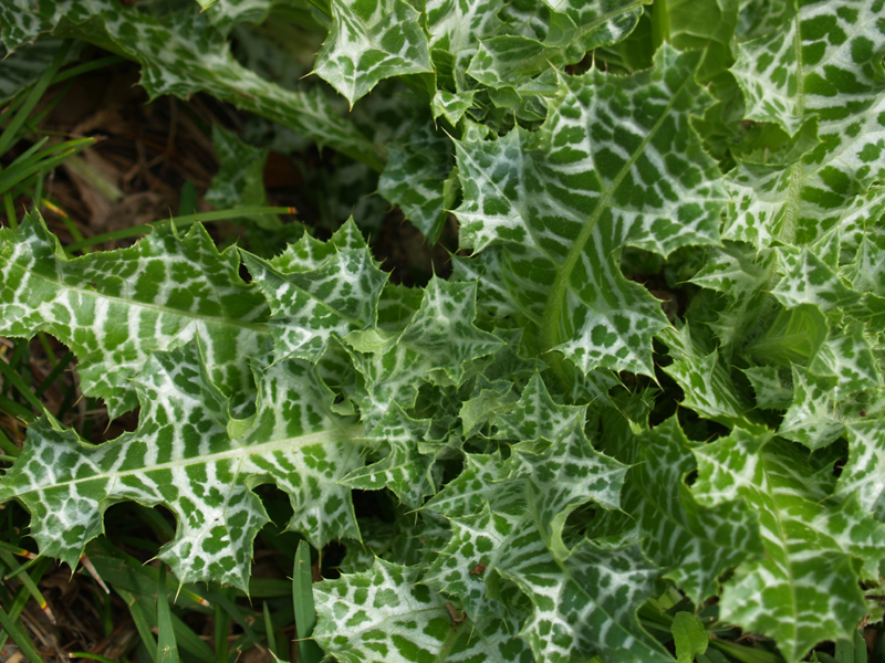 Milk thistle Milk thistle