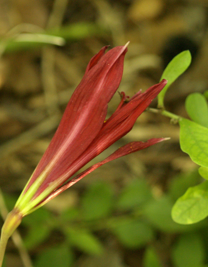 Oxblood lily about to open