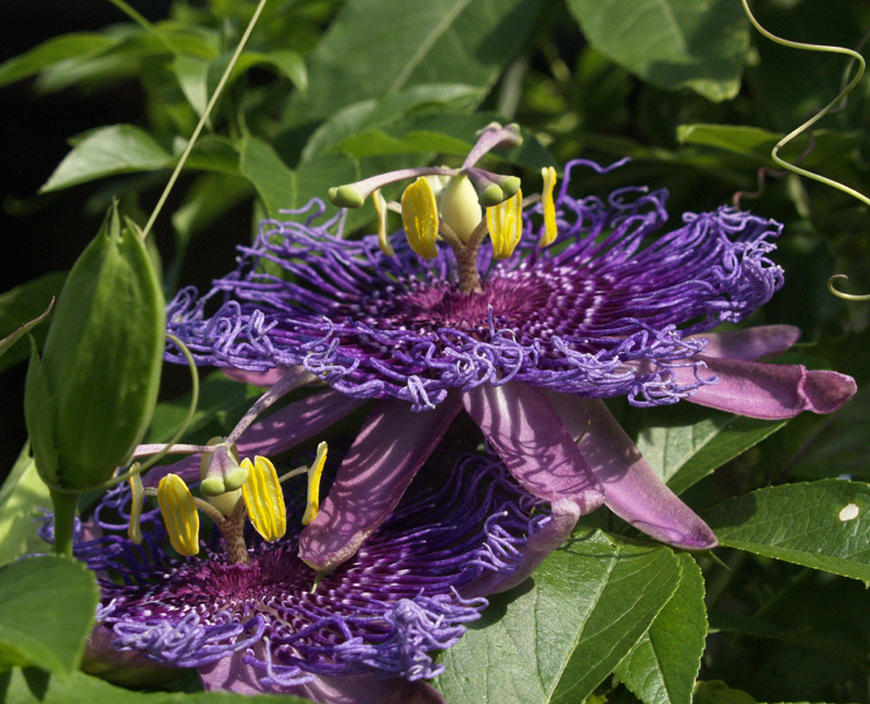 Passion vine flower