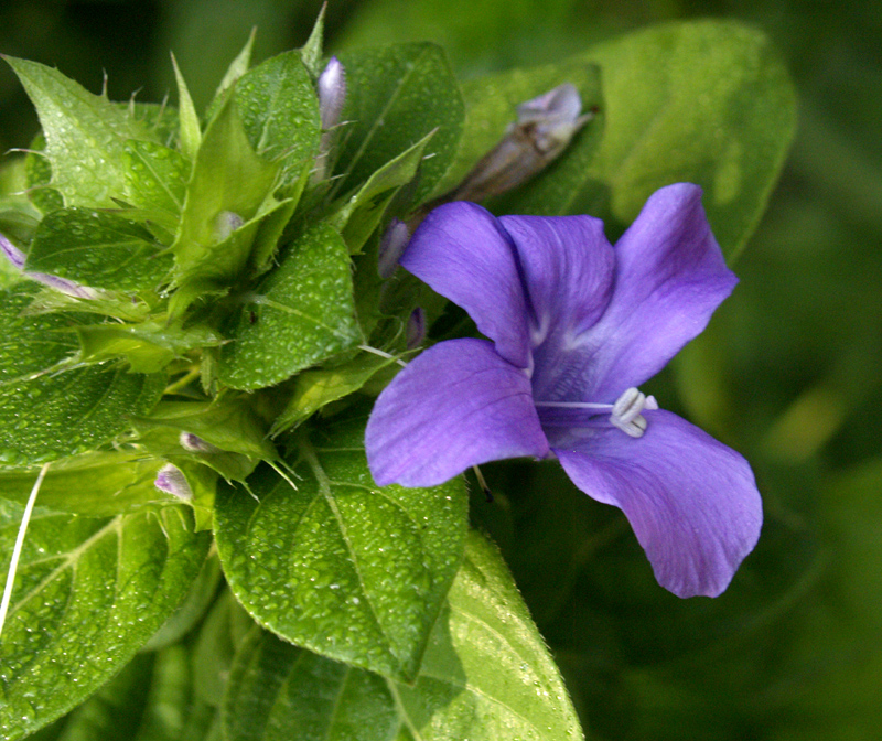 Philippine violet 