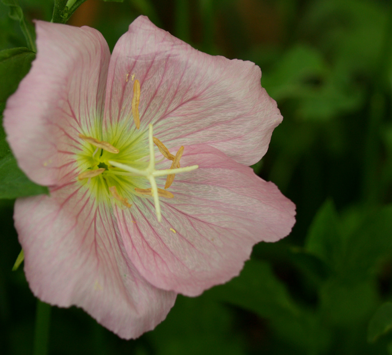 Pink evening primrose 