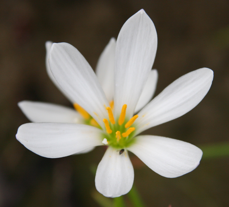 White rain lily (Zephyranthes candida)