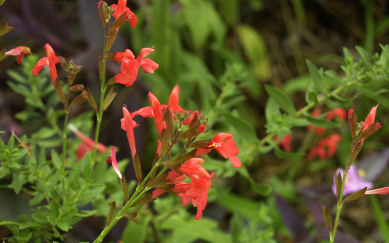 Apricot Salvia greggii