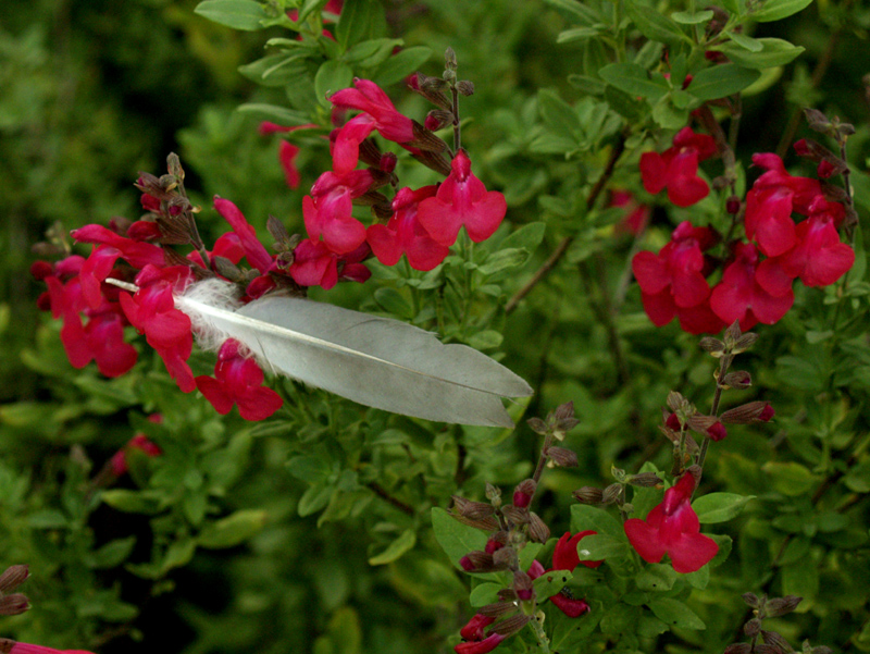 Salvia greggi, cherry pink