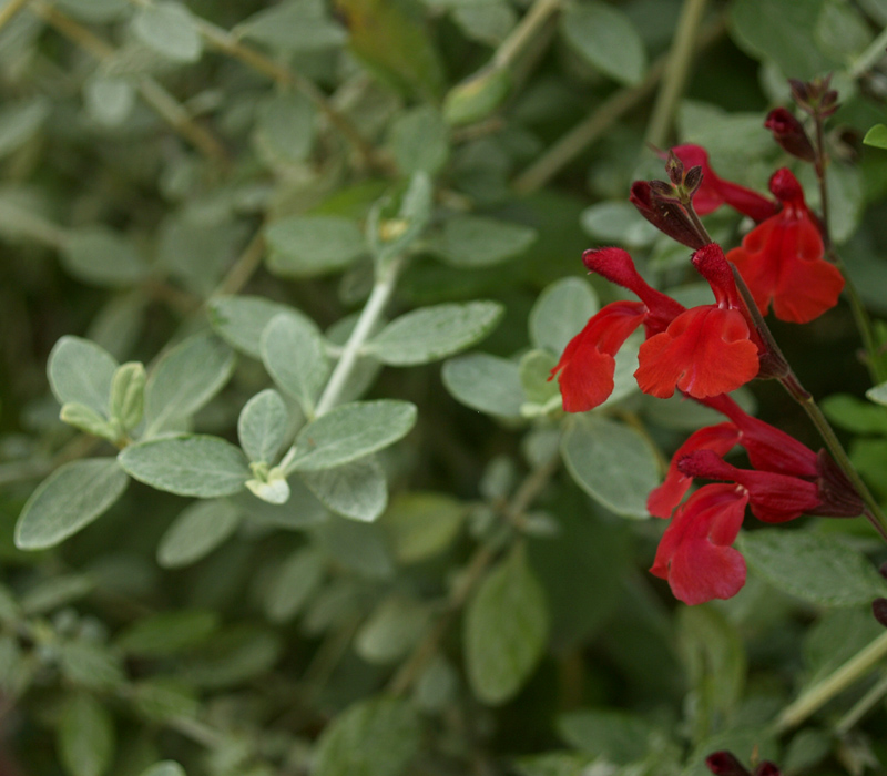Red Salvia greggii with silver germander Red Salvia greggii with silver germander