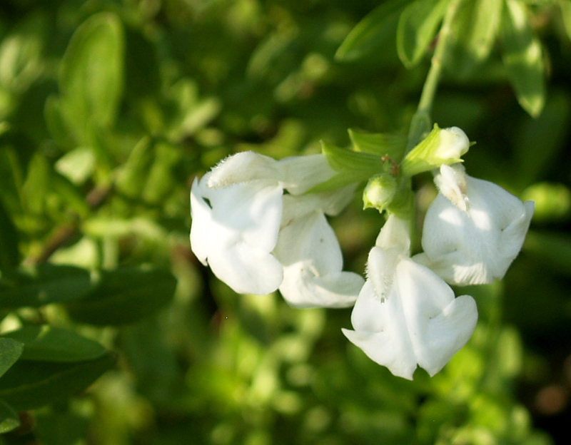 White salvia greggii