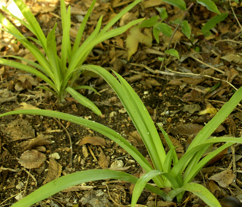 Spiderworts emerging (Tradescantia gigantea)