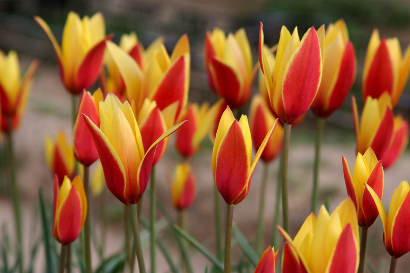 Tulipa clusiana 'Tubergen's Gem'