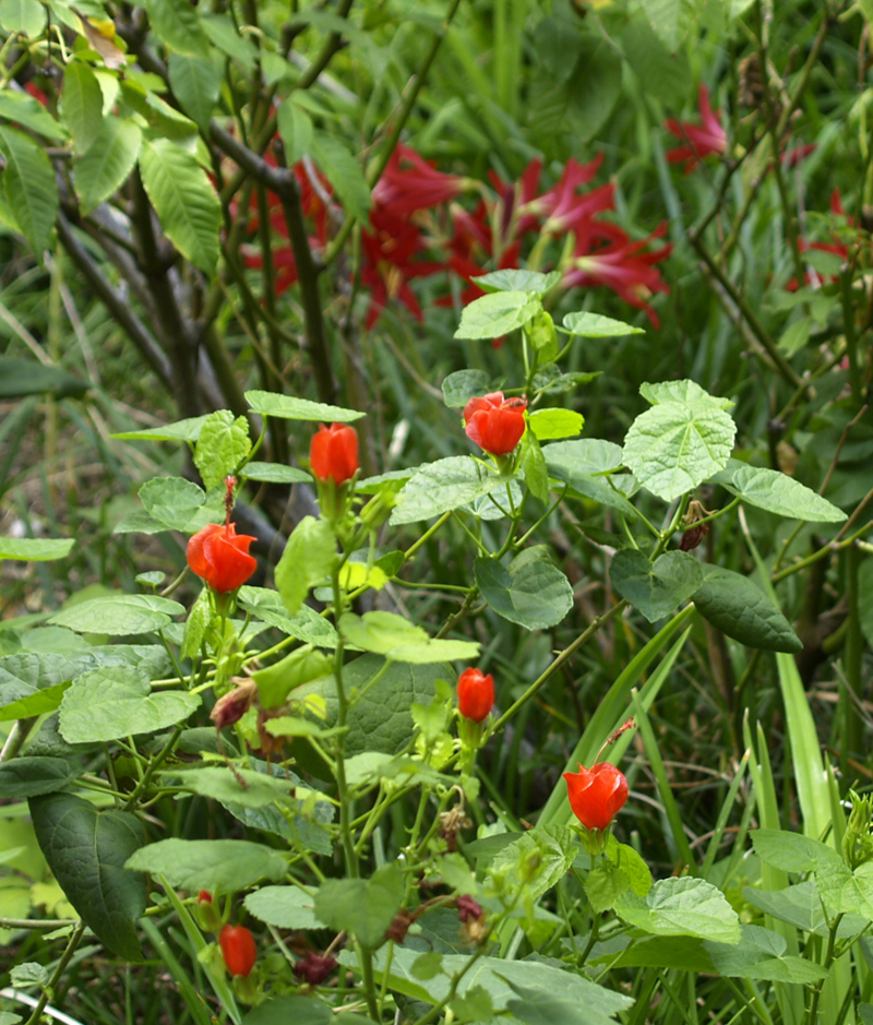 Turks cap and oxblood lilies