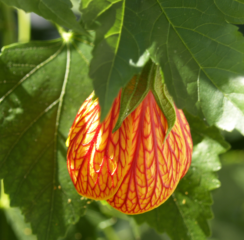 Patrick abutilon 