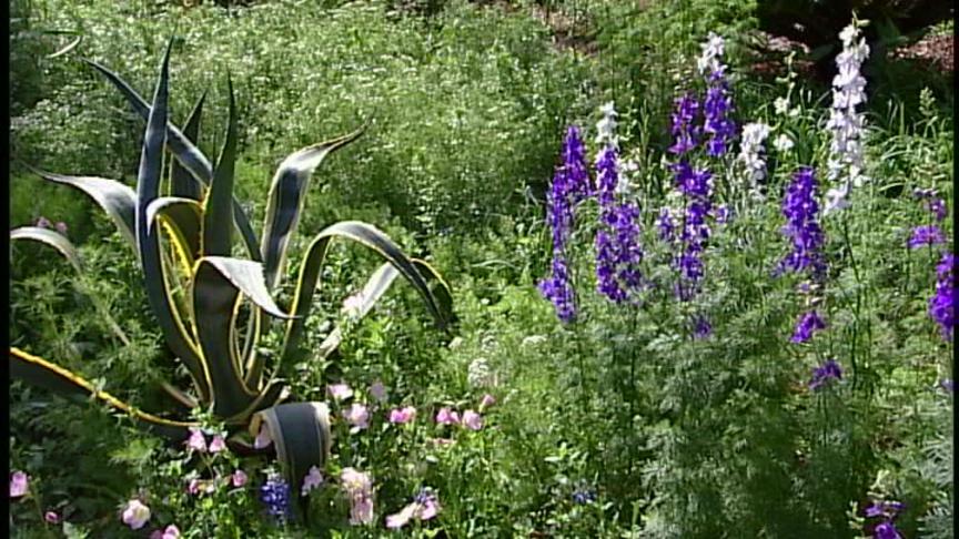 Zanthan Gardens agave and larkspurs