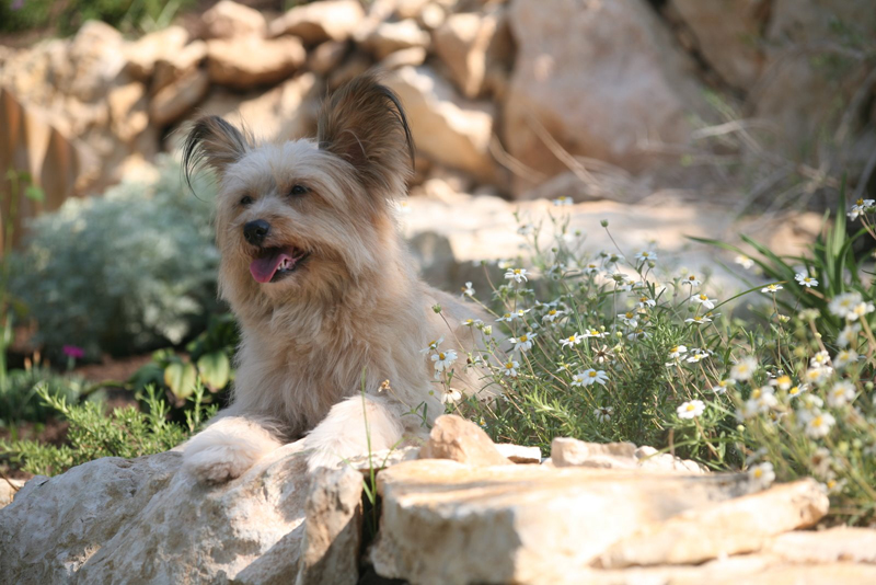 dog angie, A Real Friend Dog Training dog angie, A Real Friend Dog Training
