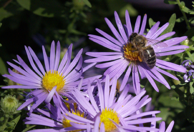 Bumble bee on aster