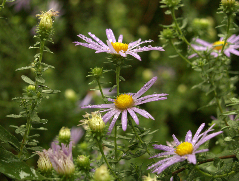 purple fall asters 