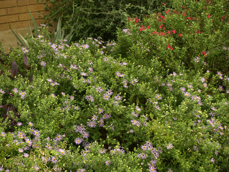 fall asters with salvia greggii