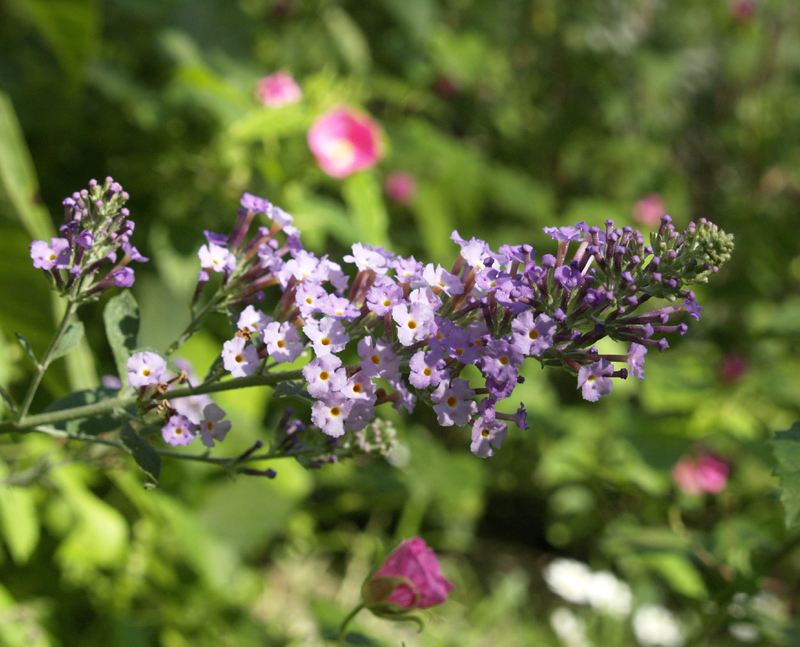Buddleja (or Buddleia) 'Butterfly Heaven' Buddleja (or Buddleia) 'Butterfly Heaven'