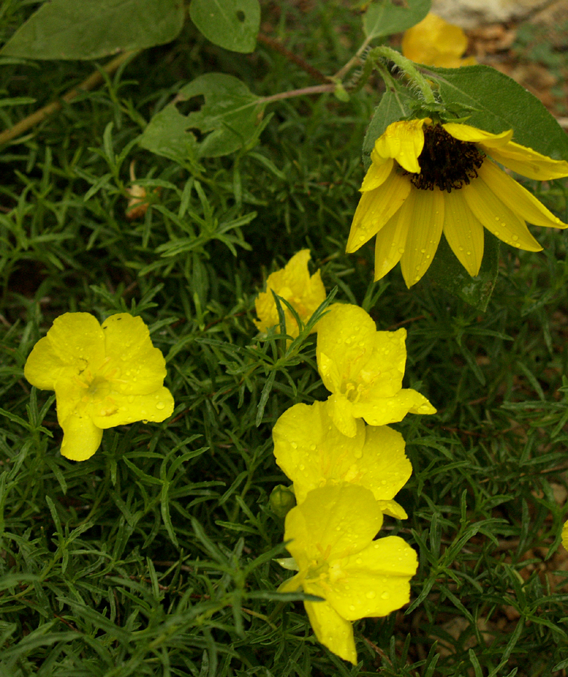 Calylophus berlandieri