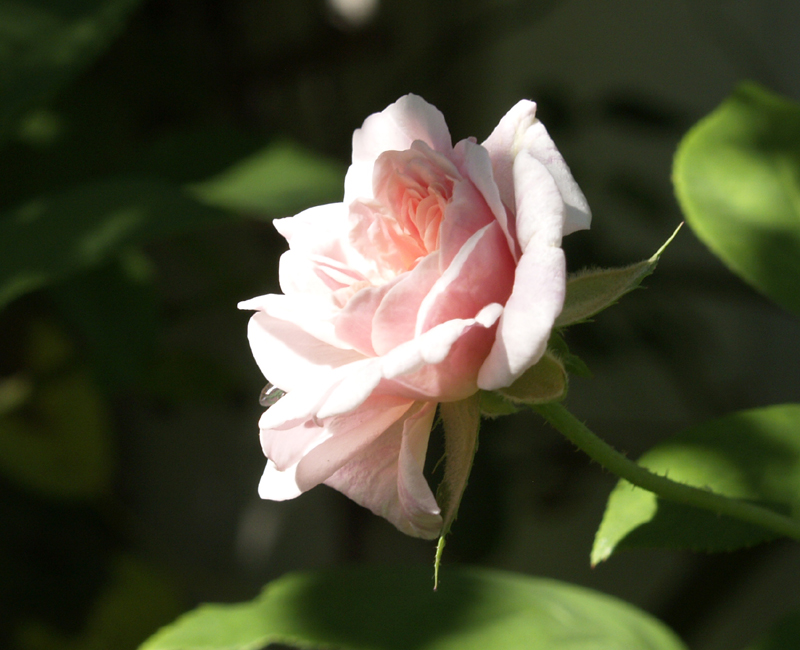 Cecile Brunner rose Cecile Brunner rose