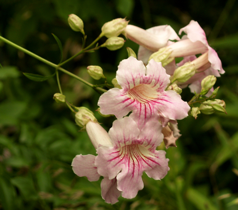 pink trumpet vine, desert trumpet vine (Podranea ricasoliana) 