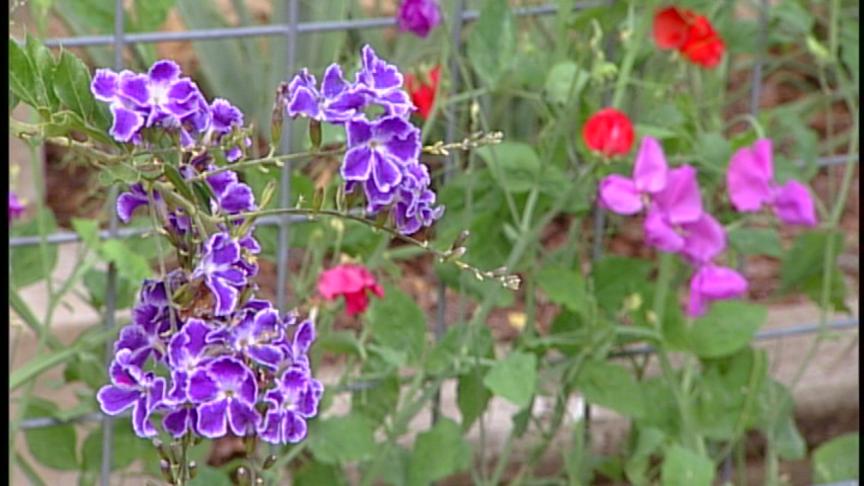 Zanthan Gardens duranta and sweet peas Zanthan Gardens duranta and sweet peas